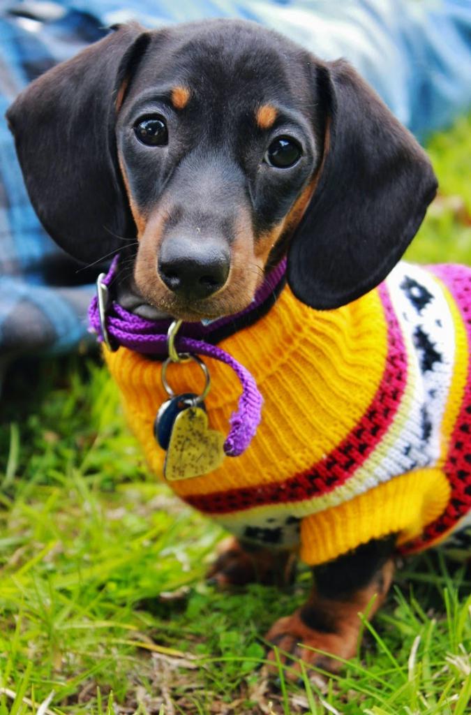the Most fashionable breed of dog - Dachshund