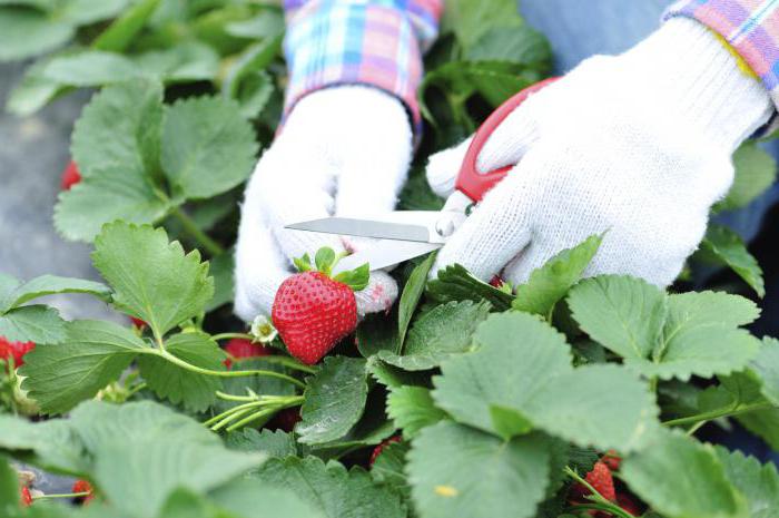 ob es notwendig ist, schneiden Sie die Blätter von Erdbeeren im Herbst