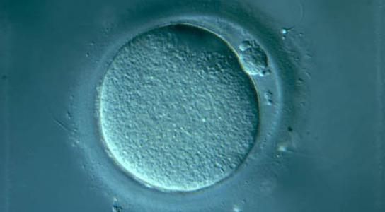 Eigenschaften der Spermatogenese