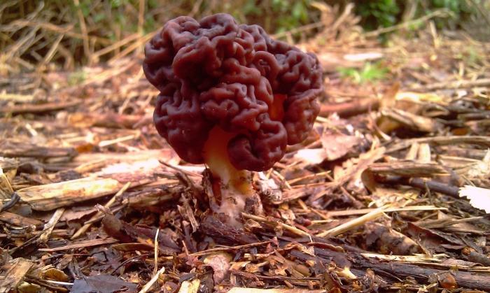 the first spring mushroom