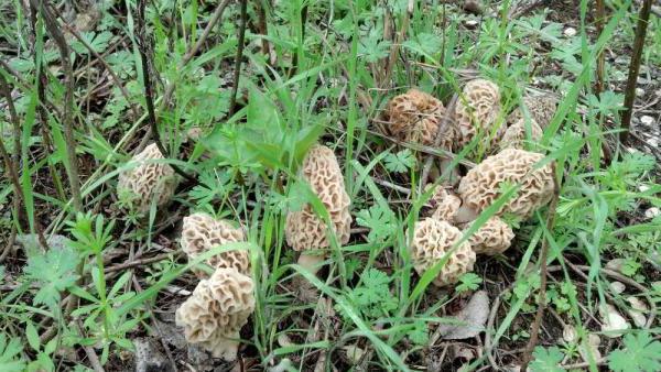 spring mushrooms photo