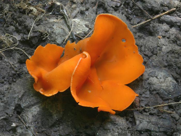 os primeiros primavera de cogumelos comestíveis
