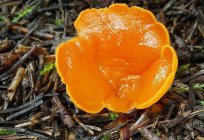 Wiosenne grzyby (zdjęcia). Jak nazywają się pierwsze wiosenne grzyby?