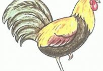 How to draw a cock beautiful?