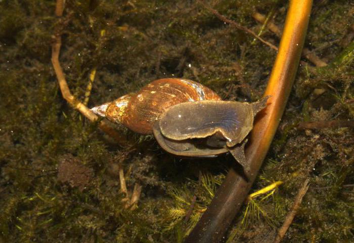 建立一个大池塘里的蜗牛