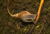 伟大的池塘里的蜗牛，作为一个代表贝