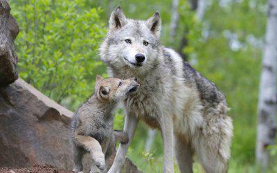 como lobos enseñan a sus crías a cazar