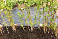 Como plantar frambuesas en la primavera? La elección de los lugares y de material de siembra, fechas de embarque