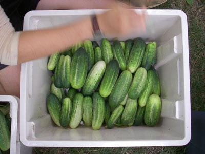 how to keep cucumbers fresh for a long time