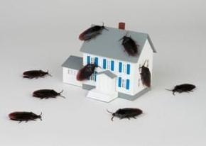 jak walczyć z karaluchami w mieszkaniu