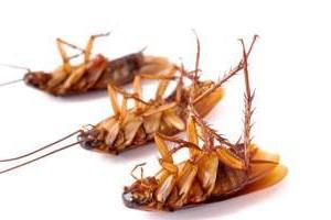 jak walczyć z karaluchami w domu