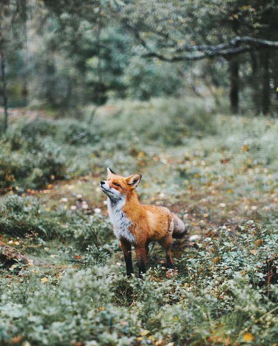 fox ve vinç yazar