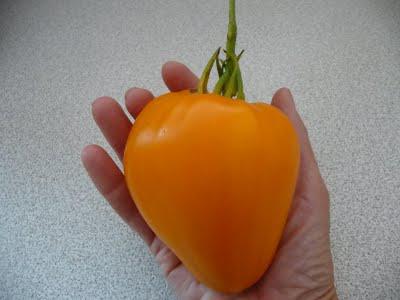 domates altın kalp yorumları