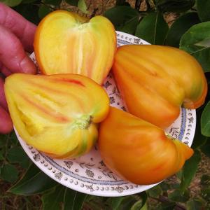 variety of tomato has a heart of gold