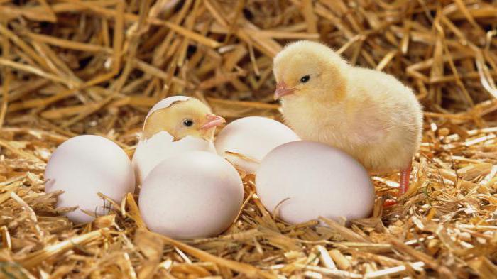die ideale Henne Inkubatoren
