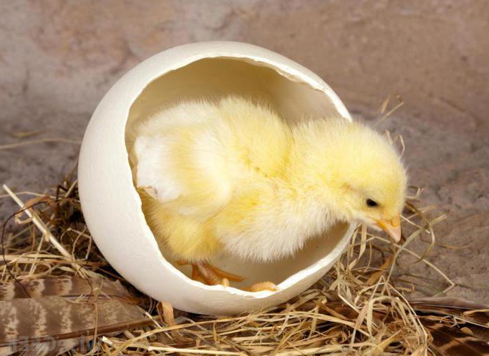 Inkubator Haushalt die ideale Henne