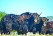 The Yak - an animal that lives in the mountains. Description, lifestyle, photos