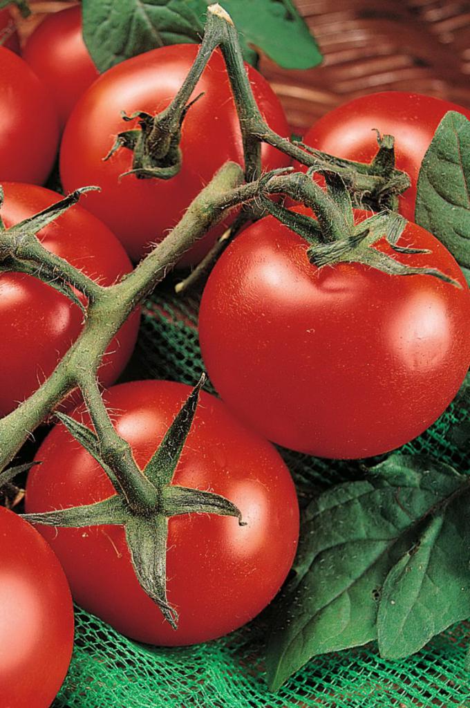 la Variedad de tomate para siberia "rey"