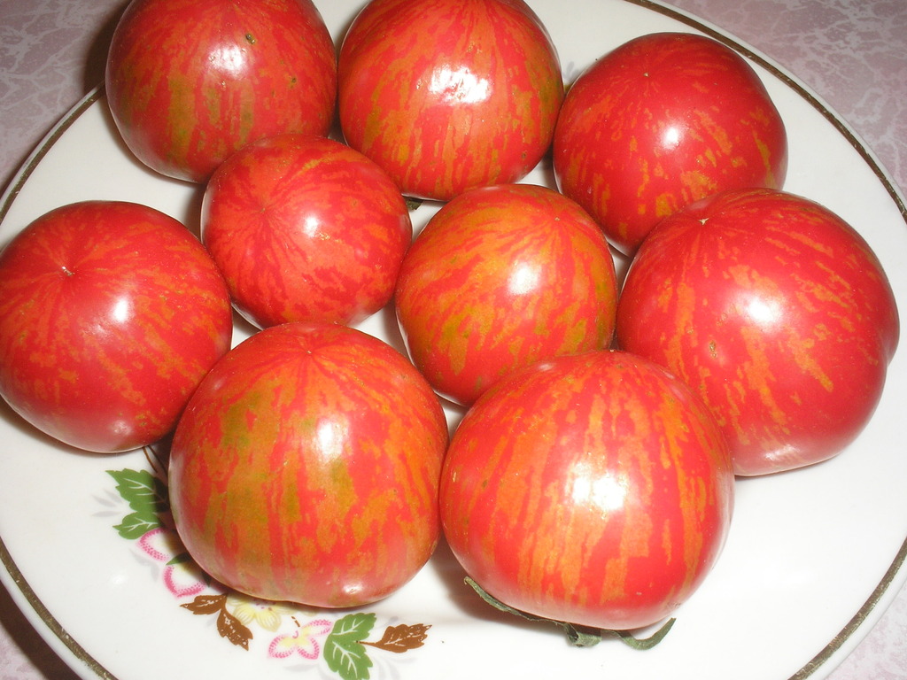 la Variedad de tomate para siberia "Рябчик"