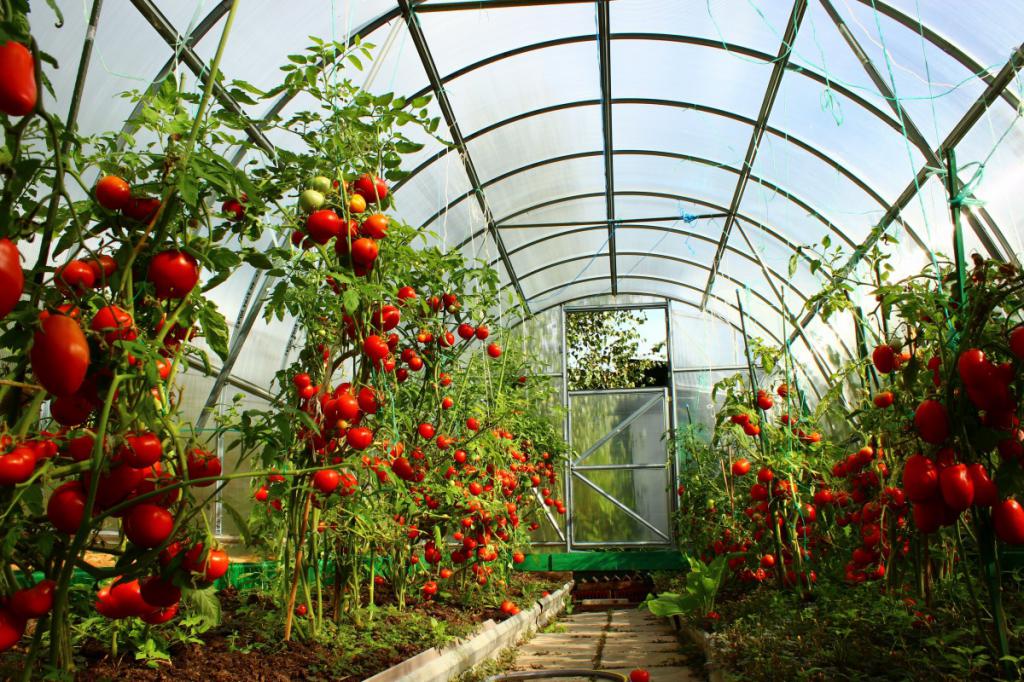 la Plantación de tomates en siberia