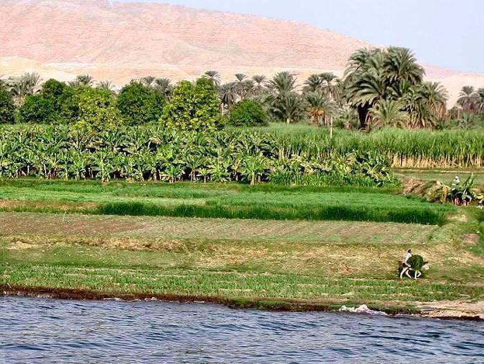 الاقتصادي استخدام نهر النيل رجل