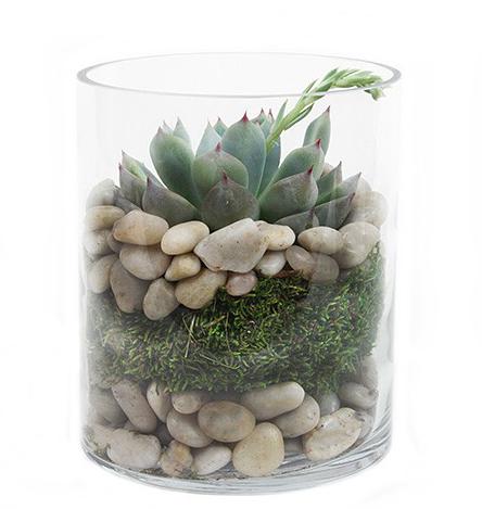 vasos de plantas, flores de pedra