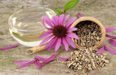 Flowers - Echinacea. Medicinal properties