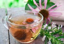 Echinacea: the flowers are beautiful plants strengthen the immune system