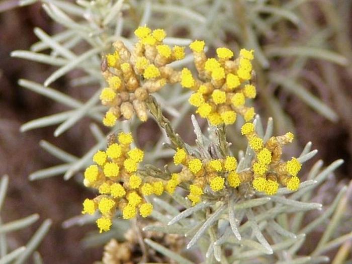 Helichrysum خصائص علاجية و موانع