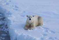 北極の気候システムのロシア