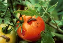 Caterpillars on tomatoes in the greenhouse: how to fight? Effective methods and ways of treatment