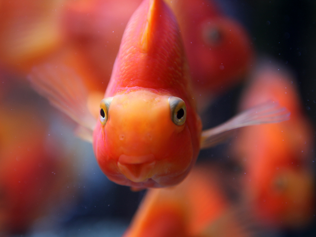 Unusual mouth fish-parrot