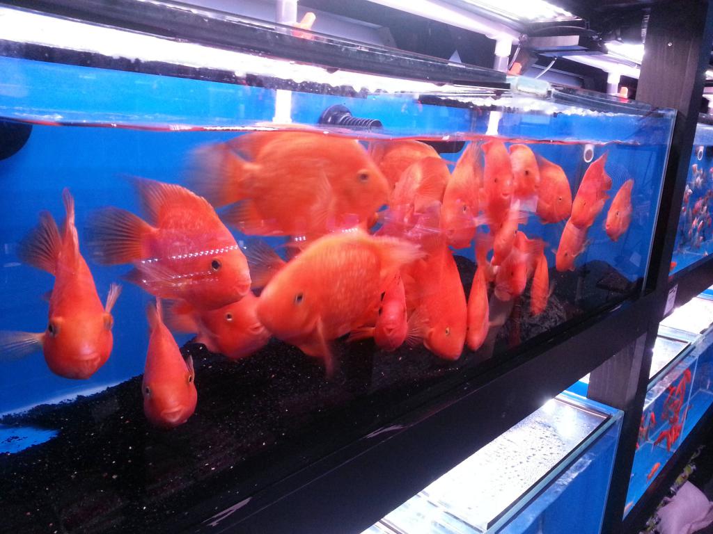 Fish-parrots in the store