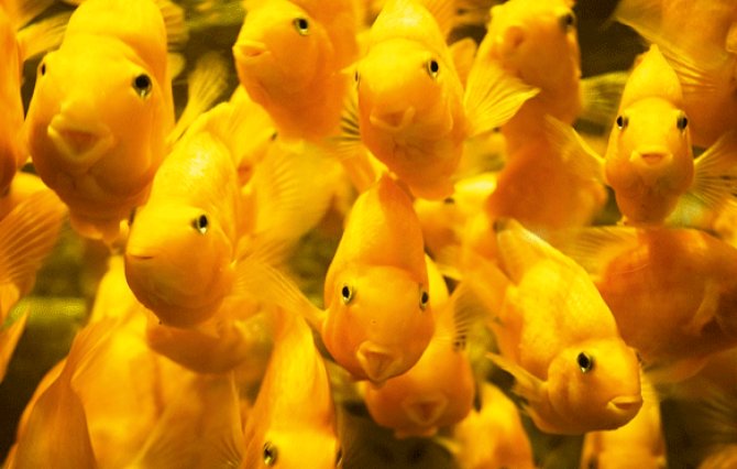 Amarillo peces loro