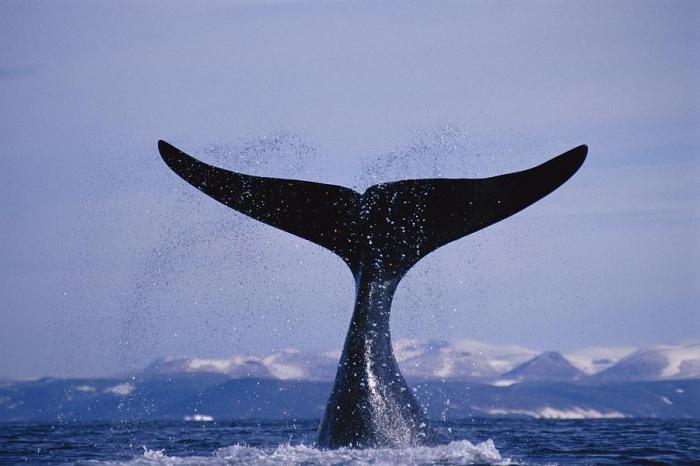 duży wieloryb z rodziny gładkich