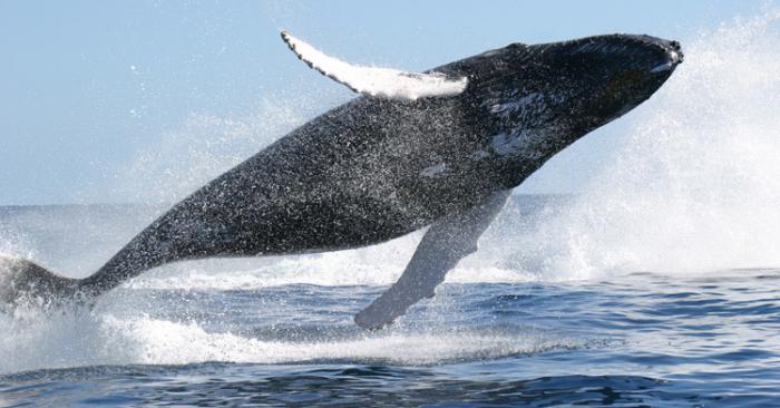 gładkie wieloryby