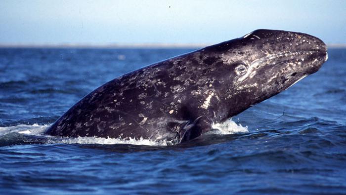 гренландский полярлық кит