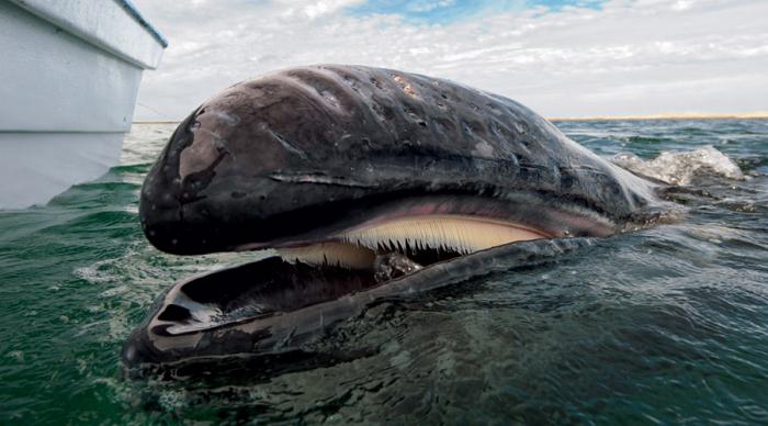 norte elegante baleia