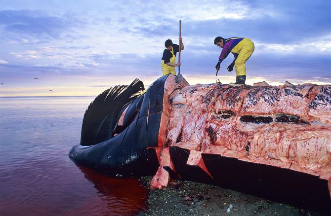 glatte Wale vom Aussterben bedroht