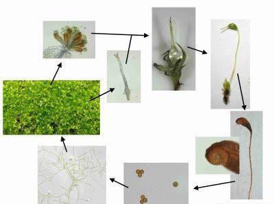 the life cycle of a moss Kukushkin flax