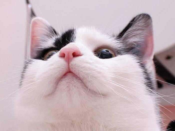 warum haben Katzen eine sehr nasse Nase