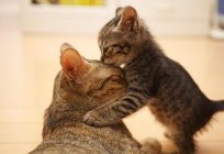 Warum haben Katzen eine nasse Nase? Interessante Fakten