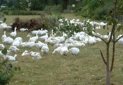 growing geese
