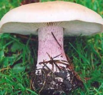 sinanica mushroom