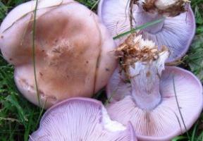 Mushroom синеножка Foto