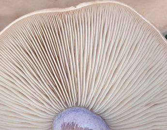 синеножка cogumelo descrição