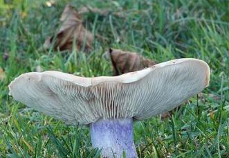гриби їстівні синеножка