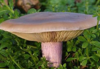 cogumelos comestíveis синеножка