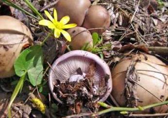 where growing sintoka mushroom