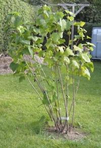 time transplant currant